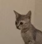 staring_cat emote