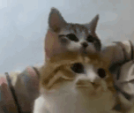 modCheck animated emote