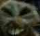 xdi emote