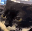 Olrite emote