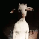 NAV emote