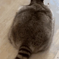 crawling_raccoon emote