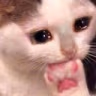 CE_SadCatEatPaw emote