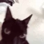 Catshake emote