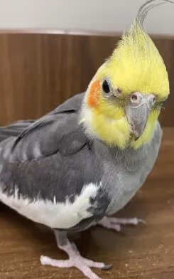 bird emote