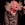 Bobby emote