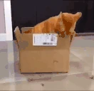 catHungry emote