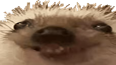 xdd emote