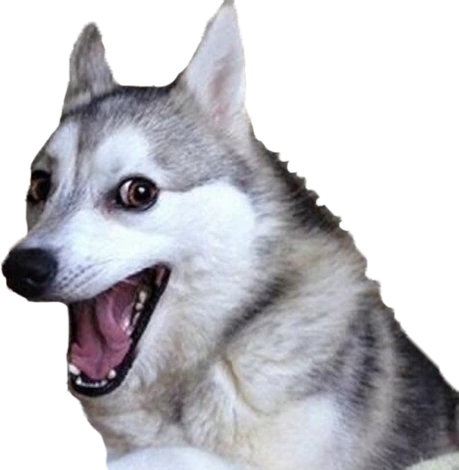 pun_dog emote