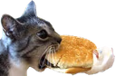 icanhazcheeseburger emote