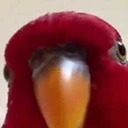 whatdoin emote