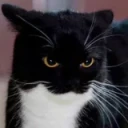 BigBoobsStare emote