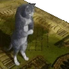 halal_cat emote