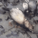 ferretAttack