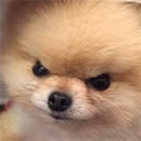 AngryDoge emote