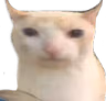 Cat emote