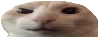 CatLookingSussyAndWide emoji
