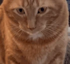 catPuke emote