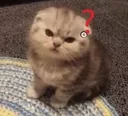 cat_angyy_2 emote