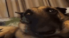 xddddd emote
