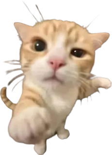youuu_kitten emote
