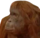 Where_Banana_Monkey emote