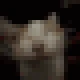 giggle emote