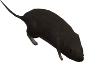 halo3rat emote