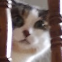 cat_peeking_worry emote
