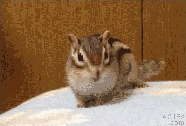 SquirrelGoesCrazy emote