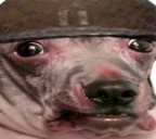 WAR emote
