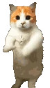 CatTime2 emote