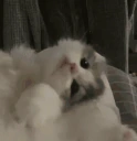 chill emote