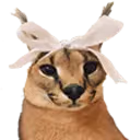 FloppaGirl emote