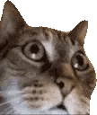 SANECAT emote