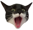 Qaat emote