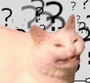 confused_cat emote