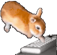 BunChatting animated emote