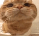 YouThere emote