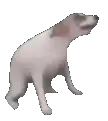 dog_dance emote