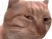susCat emote