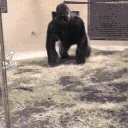 MonkeArrive emote