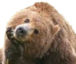 bear_2 emote
