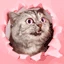 This_cat emote