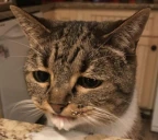 SAD emote