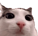 plinkplosion emote