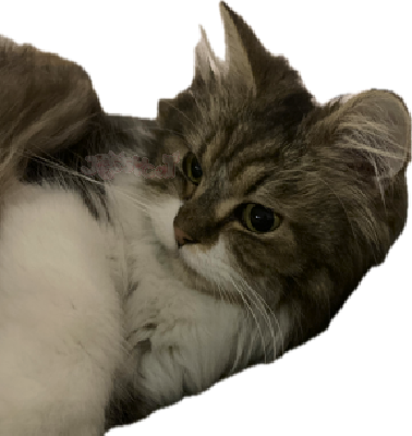 cutiecat static emote