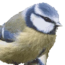 titShake emoji