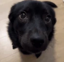 dog emote