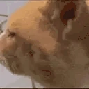 HUH emote
